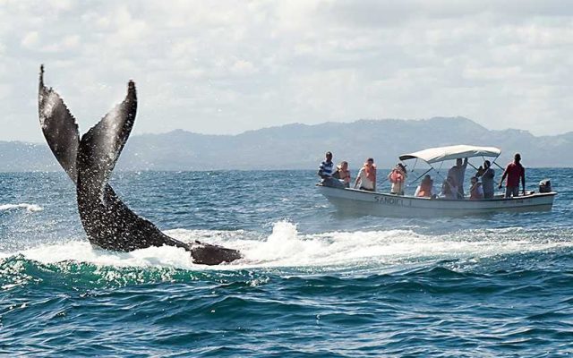 Comienza temporada para el avistamiento ballenas Samaná