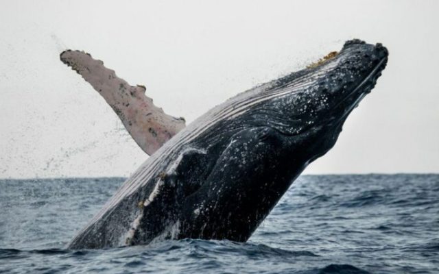Anuncian concierto bienvenida ballenas jorobadas en Samaná