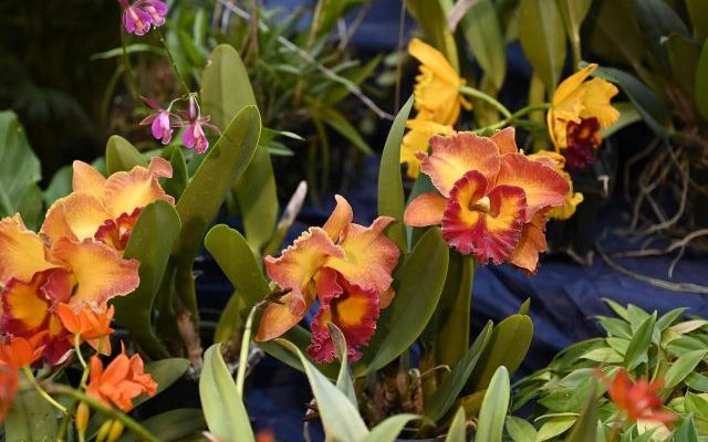 Presentan exposición «Cascada de Orquídeas» en el Botánico