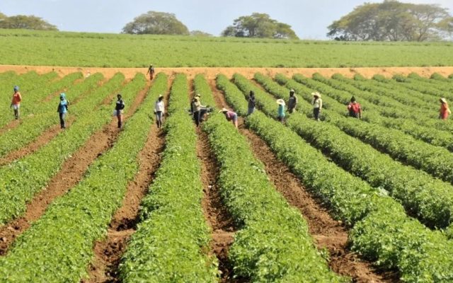 Apoyan subsidio a fertilizantes en la RD y piden plan integral