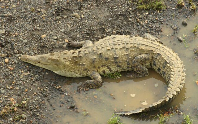 Autoridades buscan a cocodrilo escapó de finca de Puerto Plata