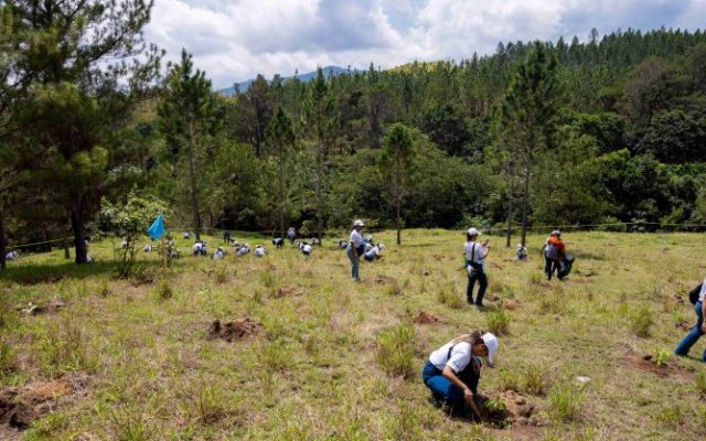 Banco Popular siembra 6,000 plantas en la región de La Sierra
