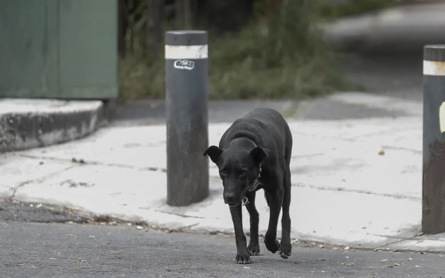 MEXICO: Polémica por sacrificio de más de 10.000 perros