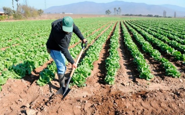 Bajos salarios alejan a jóvenes RD de carreras agropecuarias