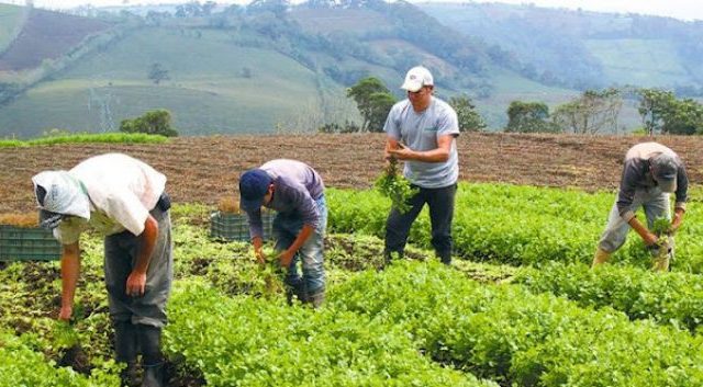 Productores agropecuarios RD buscan garantizar alimentos