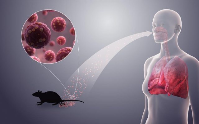 El hantavirus y el peso de la memoria: cuando el miedo tiene historia