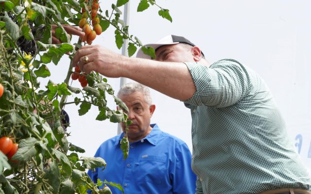 Exportaciones tomate cherry a EEUU consolidan su crecimiento