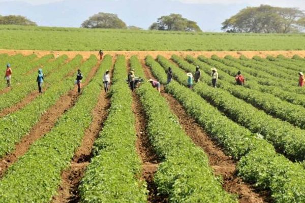 Producción agrícola crece un 12.1% en República Dominicana
