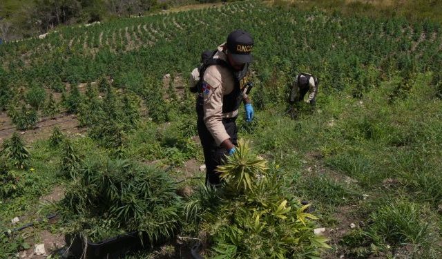 OCOA: Descubren plantación con más 3,000 matas marihuana