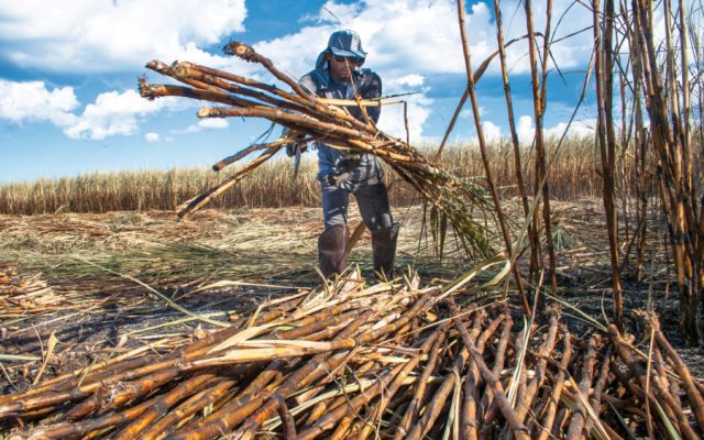 Industria azucarera repunta con críticas a condiciones laborales