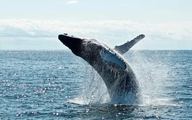 Hoy es el Día Mundial de las Ballenas y los Delfines