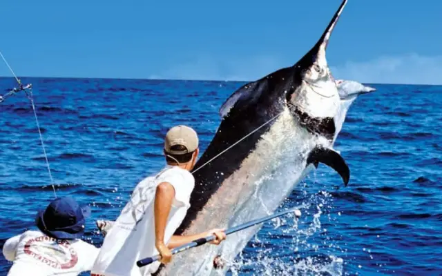 Torneo Internacional de Pesca al Marlin Azul en Santo Domingo