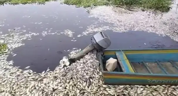 Denuncian gran mortandad de peces y derrame en bahía Azua