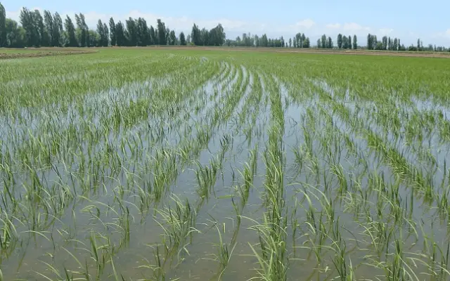 RD negocia con EEUU decreto protege la producción de arroz