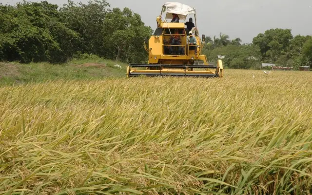 EU condiciona acceso arroz RD a DR-Cafta que derogue decreto