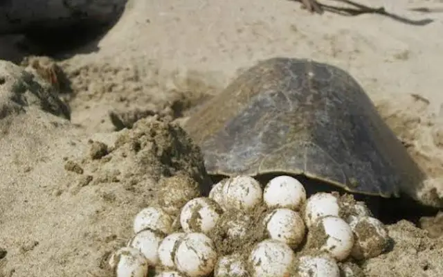 Potencia sexual con huevos de tortuga y bubíes: ¡falso!